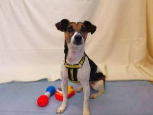 Harper - Female Jack Russell Terrier (JRT) Photo