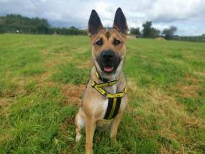 Lola - Female Akita Photo