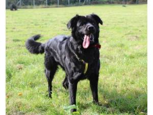 Shadow - Female Newfoundland Photo