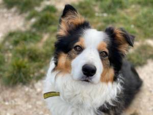 Zak - Male Border Collie Photo
