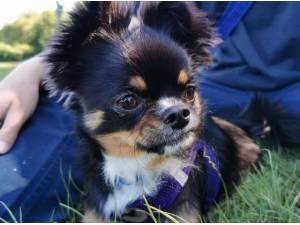 dogs for rehoming sussex