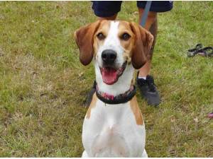 BELLA - Beagle
crossbreed Photo