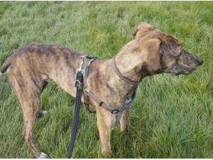 CHIPOLATA - Lurcher
crossbreed Photo