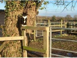 OUTDOOR CATS - Domestic Shorthair
crossbreed Photo
