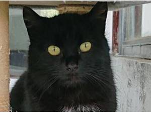 CONGA - Domestic Shorthair
crossbreed Photo