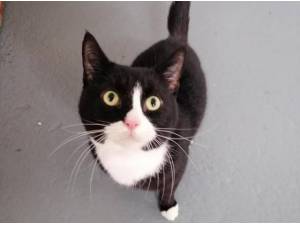 FARM- STABLE CATS - Farm / Feral Photo