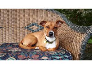 Rose - Female A Crossbreed Photo