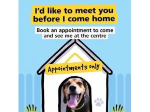 foxhound rescue near me