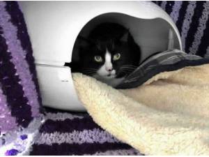 LIZZIE - Domestic Shorthair
crossbreed Photo