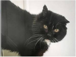 ASTER - Domestic Shorthair
crossbreed Photo