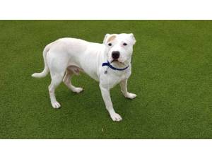 RUEBAN - Male Terrier: Staff Bull Photo