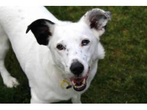 Casper - Male Terrier Cross Photo