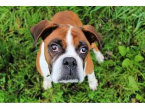Coco - Female Boxer Photo
