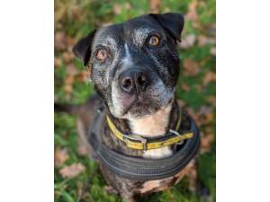 Mike - Male Staffordshire Cross (SBT) Photo