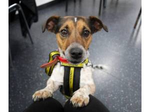 Soda - Male Jack Russell Terrier (JRT) Photo