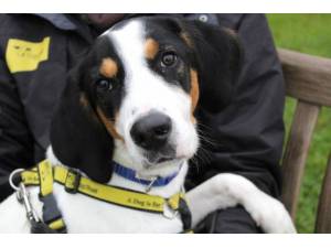 Buddy - Male Beagle Photo