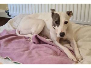 Dana - Female Lurcher Photo