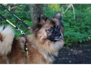Sully - Female Pomeranian Photo