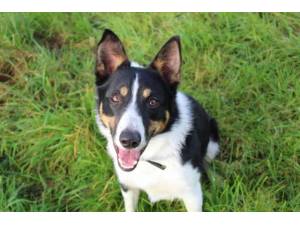 Tommy - Male Collie Cross (Border) Photo