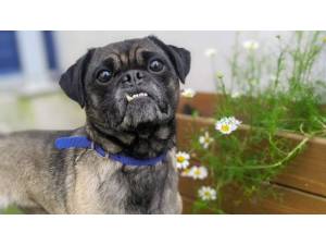 PUGSY - Male Pug Photo