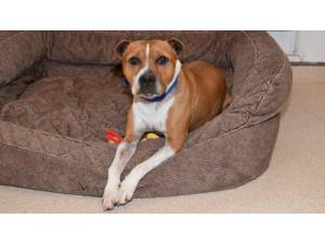 BAILEY - Male Terrier: Staff Bull Photo