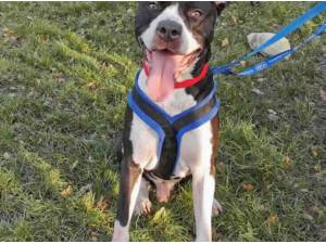 BENSON - Crossbreed/Unknown Photo