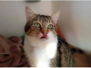 JENNA - Domestic Shorthair
crossbreed Photo
