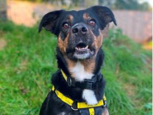 Esther - Female A Crossbreed Photo