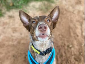 Jaffa - Male A Crossbreed Photo