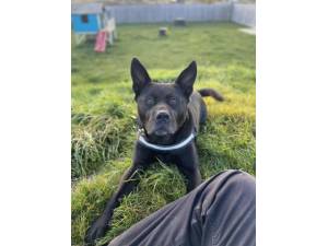 Kiko - Female Staffordshire Cross (SBT) Photo