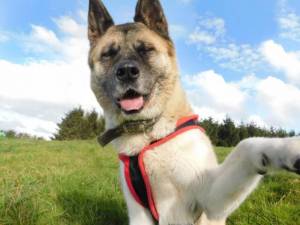 female akita rescue