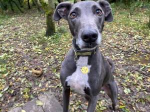 Blue - Male Lurcher Photo