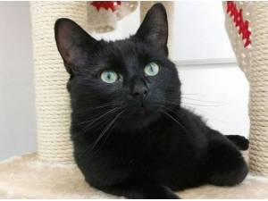 RYDER - Domestic Shorthair
crossbreed Photo