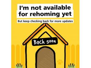 cocker spaniel rescue yorkshire