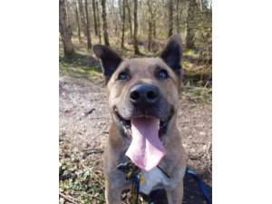 Bertie - Male A Crossbreed Photo