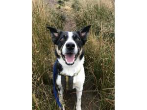 Finn - Male Border Collie Photo