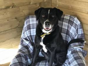 Holly - Female Collie Cross (Border) Photo