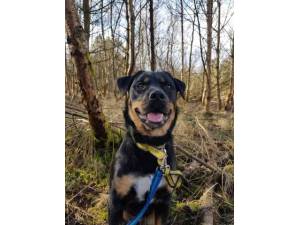 Indy - Female A Crossbreed Photo