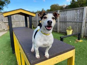 Patch - Male Jack Russell Terrier (JRT) Photo