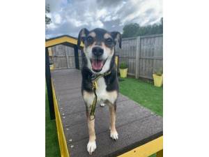 Suzie - Female A Crossbreed Photo