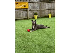 Theo - Male Staffordshire Cross (SBT) Photo