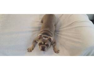 Monty - male Miniature Bulldog Photo