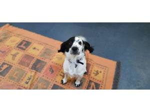 Shadow - male Springer Spaniel crossbreed Photo
