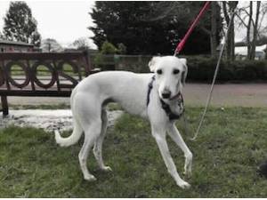 DASHER - Saluki Photo