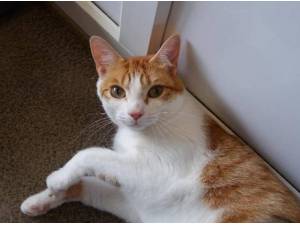 FOSTERERS - Domestic Shorthair
crossbreed Photo