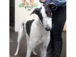 Lazio - Male Greyhound Photo