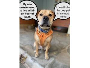 Ari - Male Mastiff Photo
