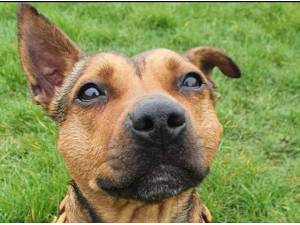 LITTLE LADY - Staffordshire Bull Terrier
crossbreed Photo