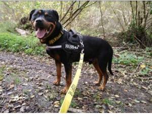 SMOKEY - Rottweiler Photo