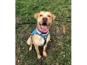 Chopper - Male Crossbreed Photo